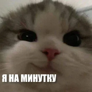 🙄 Я НА МИНУТКУ cat, cute, animal, kitten, pet telegram sticker