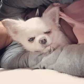 🐾 Hund, Chihuahua, weißer Hund, Haustier, Tier, süß, schlafend telegram sticker