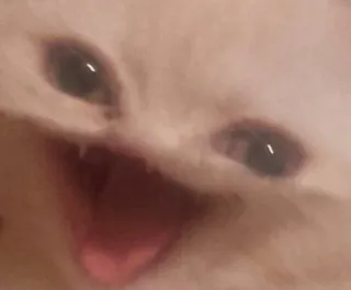 🙀 cat, animal, meme, funny, cute, pet, kitten telegram sticker
