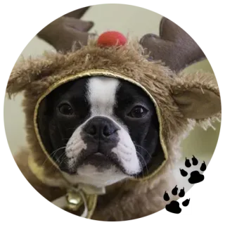 🐶 собака, олень, животное, домашнее животное, рождество, милый telegram sticker