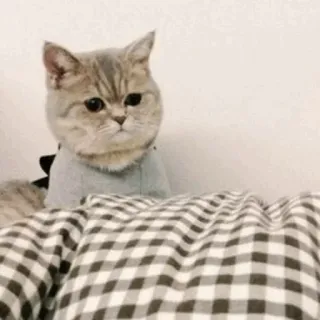 🐱 猫, 宠物, 动物, 可爱, 小猫 telegram sticker