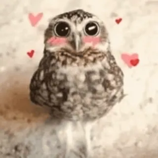 💖 hibou, mignon, oiseau, coeurs, rougir, adorable whatsapp sticker
