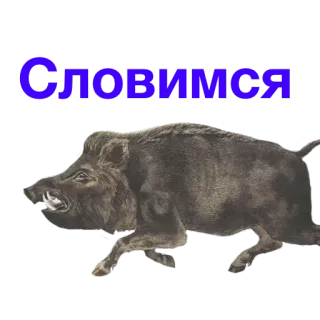👣 Словимся jabalí, animal, salvaje, caza telegram sticker