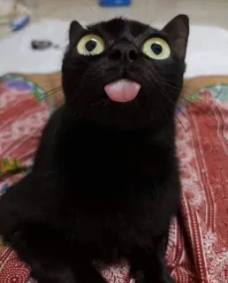 😛 кот, черный кот, язык наружу, смешной, животное, домашнее животное, мем telegram sticker