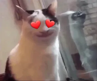😍 cat, love, heart eyes, pet, animal, meme telegram sticker