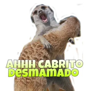 🈁 AHHH CABRITO DESMAMADO suricate, animal, humor, insulto, espanhol, meme telegram sticker