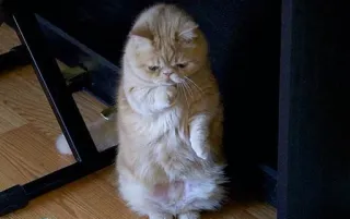 🙄 cat, standing, exotic shorthair, cute, animal telegram sticker