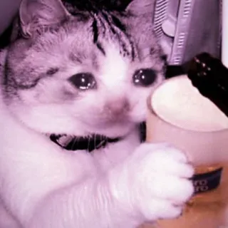 🍑 gato, chorando, bebendo, meme, triste, animal telegram sticker