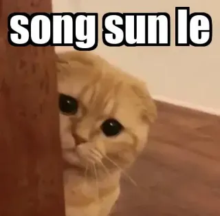 👀 song sun le gato, meme, lindo, animal, mascota telegram sticker