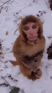 ๐ monkey, snow, winter, animal, mammal telegram sticker