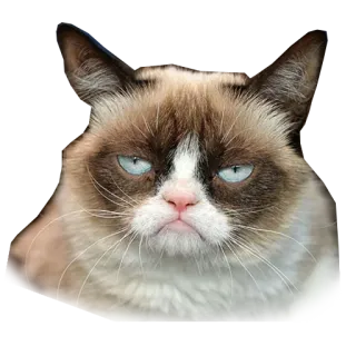 kotiki_huyotiki whatsapp stickers