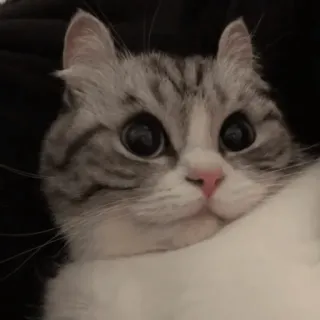 😍 cat, kitten, cute, pet, animal whatsapp sticker