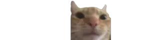 😶 Katze, lustig, Meme, Tier, süß whatsapp sticker