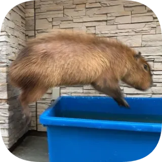 🚀 telegram sticker
