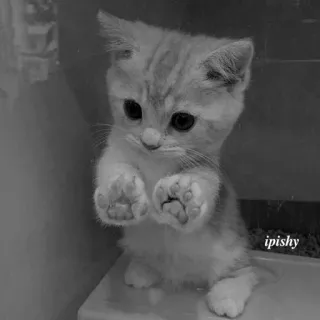 🕸 ipishy 猫, 小猫, 可爱, 动物, 家养, 宠物 telegram sticker