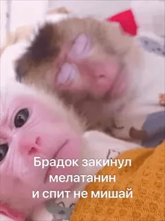😜 Брадок закинул мелатанин и спит не мишай ลิง, นอนหลับ, น่ารัก, สัตว์, ผ่อนคลาย telegram sticker
