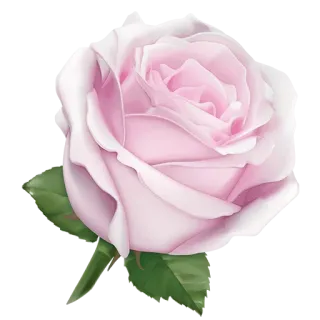 🌜 rose, flower, pink, floral, nature, petal telegram sticker