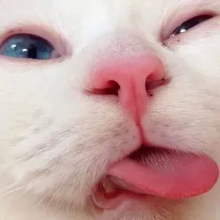 😋 cat, animal, meme, funny, tongue, white cat, cute telegram sticker