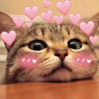 💖 gatto, cuori, carino, adorabile, animale domestico, animale, kawaii telegram sticker