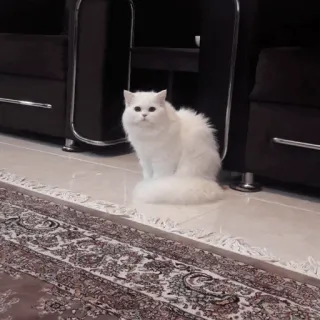 ✨ 猫, 白猫, 家畜, 宠物, 蓬松, 长毛 whatsapp sticker