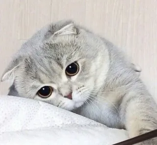 😔 kucing, anak kucing, imut, hewan, peliharaan, scottish fold, abu-abu telegram sticker