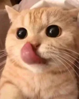 😺 gato, lambendo, fofo, animal, doméstico whatsapp sticker