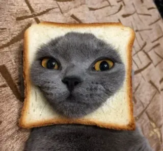 🤩 kucing, roti, hewan, peliharaan, roti panggang, lucu, imut whatsapp sticker