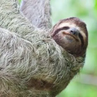 ☺️ bradipo, animale, carino, fauna selvatica, lento, natura, albero telegram sticker