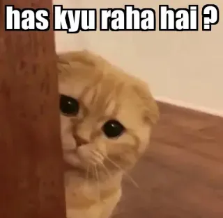 👀 has kyu raha hai ? gato, meme, mascota, gracioso, animal telegram sticker