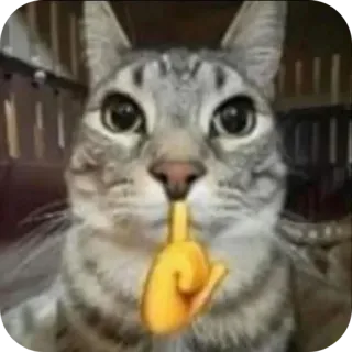 🐱 猫, 動物, シーッ, 指, ミーム, 絵文字 telegram sticker