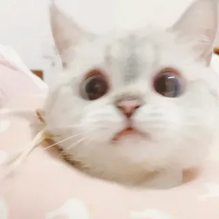🐈 猫, かわいい, 動物, ペット, ネコ科, ペット whatsapp sticker