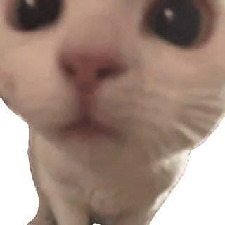 🐱