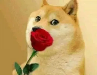 🌹 doge doge, pies, róża, zwierzę, mem, słodkie telegram sticker