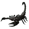 🦂