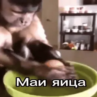 🥵 monkey Маи яица telegram sticker