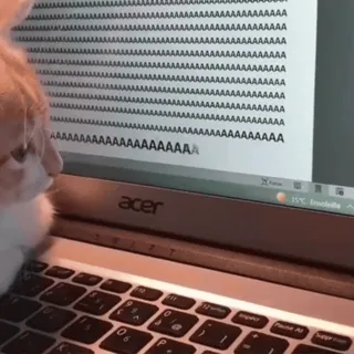 😤 AAAAAAAAAAAAAAA
AAAAAAAA
AAAAA
AA
AAAA
AAA
AAAA
AAA
AAAAA
AAAAAAAA кот, печатает, компьютер, ноутбук, животное, клавиатура, домашний кот telegram sticker