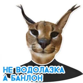 Большой Петербургский кот whatsapp stickers