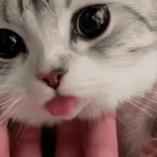 🎈 猫, 動物, ペット, かわいい, 子猫, 舌 telegram sticker