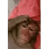 🐵