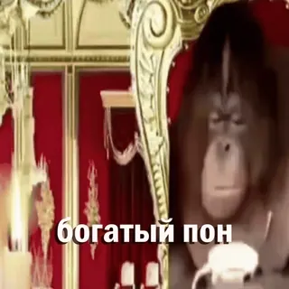 🤑 богатый пон orangotango, rico, macaco, trono, macaco whatsapp sticker