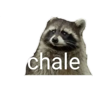 😦 chale Waschbär, traurig, Ausdruck, Schal, süß, Tier telegram sticker