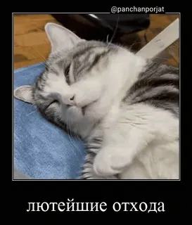 💀 лютейшие отхода cat, meme, russian, sleepy, funny, animal telegram sticker