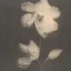 🌷