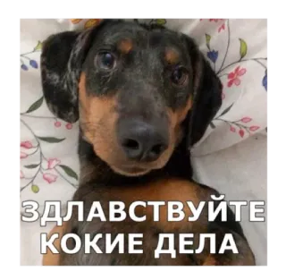 👋 ЗДРАВСТВУЙТЕ КОКИЕ ДЕЛА dog, dachshund, hello, cute whatsapp sticker