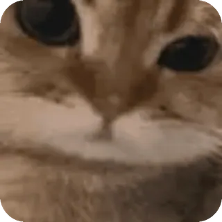 🐾 고양이, 동물, 애완동물, 귀여운, 주황색, 밈 telegram sticker