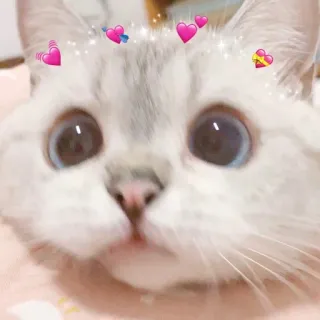 🐈 猫, 子猫, かわいい, ハート, 動物, ペット whatsapp sticker