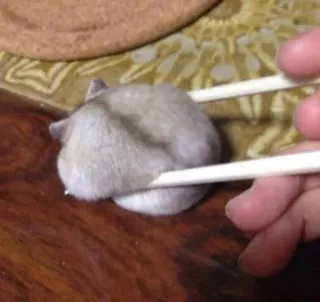 🍣 hamster, animal, chopsticks, food, cute telegram sticker