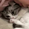😺
