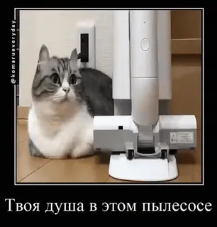 🔌 Твоя душа в этом пылесосе gato, aspirador, meme, humor, animal, engraçado whatsapp sticker