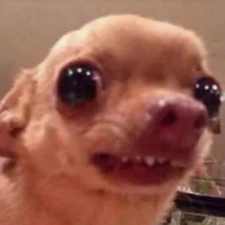 😓 chihuahua, hond, dier, huisdier, meme, grappig, schattig telegram sticker